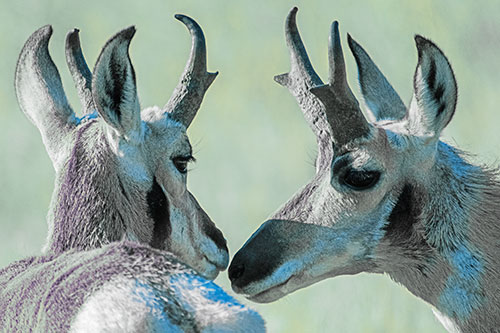 Two Loving Pronghorns Kissing Each Other (Blue Tint)