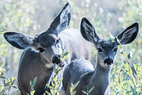 Two Mule Deer Enjoying Leafy Breakfast (Blue Tint)