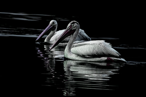 Two Pelicans Floating In Dark Lake Water (Blue Tint Photo)
