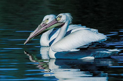 Two Pelicans Swimming In Unison (Blue Tint)