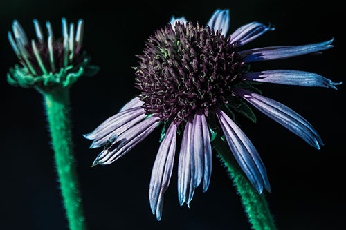 Two Towering Coneflowers Blossoming (Blue Tint Photo)
