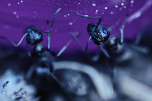 Two Vertical Climbing Carpenter Ants (Blue Tint Photo)