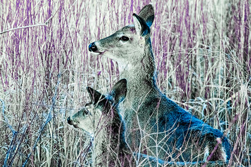 Two White Tailed Deer Scouting Terrain (Blue Tint Photo)
