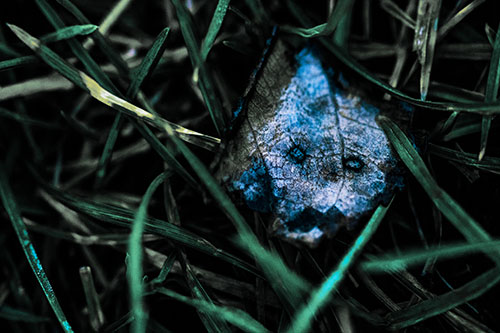 Upset Decaying Leaf Face Hiding Among Twisting Grass Blades (Blue Tint)
