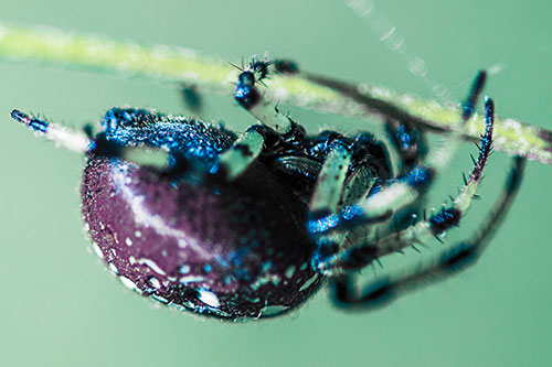 Upside Down Furrow Orb Weaver Spider Crawling Along Stem (Blue Tint)