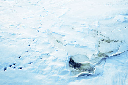 V Shaped Footprint Path Across Frozen Snow Covered River (Blue Tint Photo)