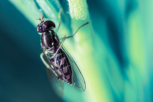 Vertical Leg Contorting Hoverfly (Blue Tint Photo)