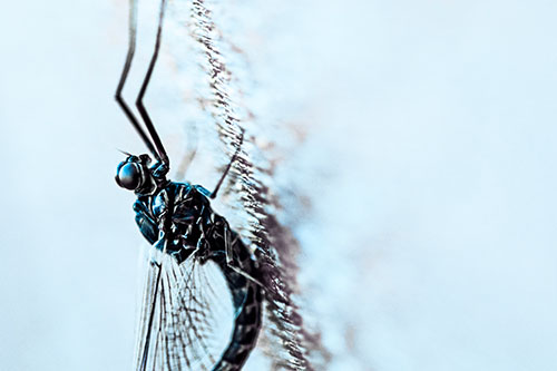 Vertical Perched Mayfly Sleeping (Blue Tint Photo)