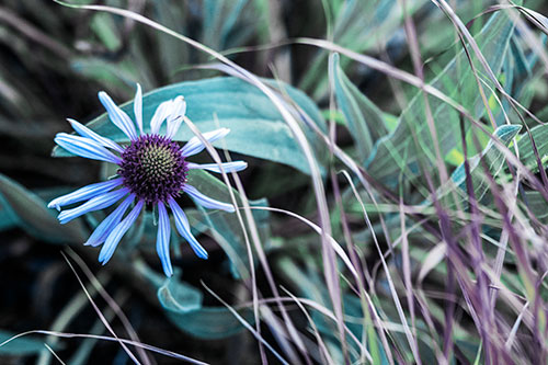 Vibrant Lone Coneflower Beside Plants (Blue Tint Photo)