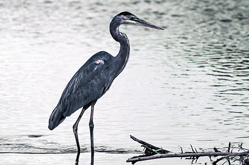 Wading Great Blue Heron Hunting Fish (Blue Tint Photo)