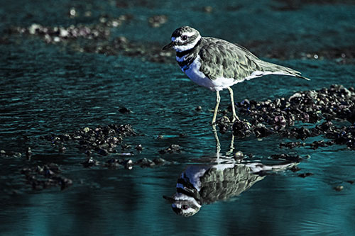 Wading Killdeer Wanders Shallow River Water (Blue Tint Photo)