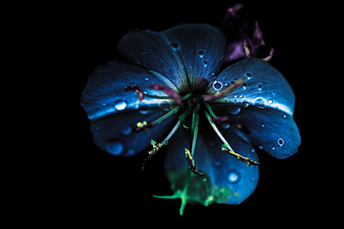 Water Droplet Primrose Flower After Rainfall (Blue Tint Photo)
