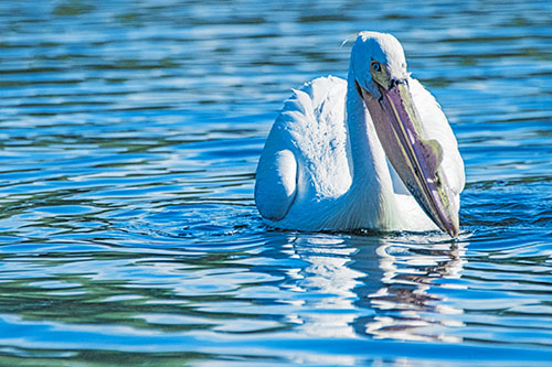 Water Floating Pelican Hunting For Food (Blue Tint)