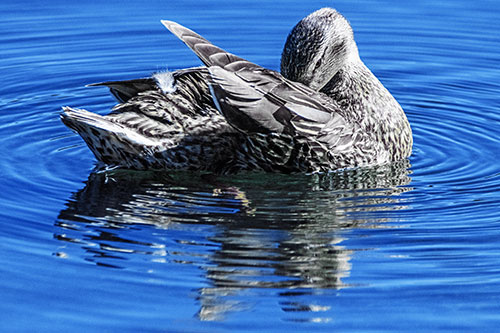 Water Rippling Mallard Duck Grooming Self (Blue Tint)