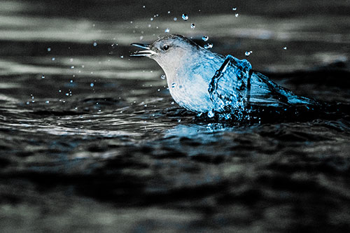 Water Splashing American Dipper Feasting On Larvae (Blue Tint)