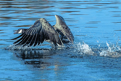 Water Splashing Canadian Goose Taking Flight Off Lake (Blue Tint)