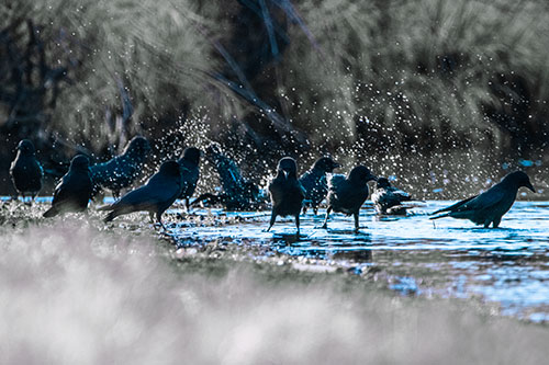 Water Splashing Crows Enjoy Bird Bath Along River Shore (Blue Tint Photo)