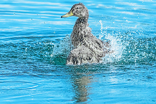 Water Splashing Mallard Duck Taking Bird Bath (Blue Tint)