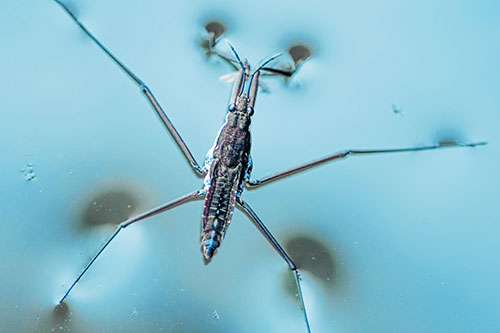 Water Strider Perched Atop Calm River (Blue Tint Photo)