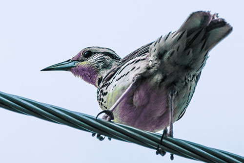 Western Meadowlark Keeping Watch Atop Powerline Wire (Blue Tint)