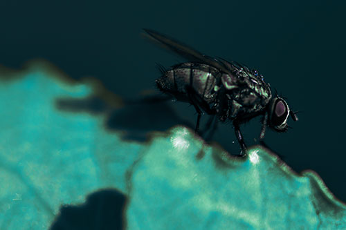 Wet Cluster Fly Walks Along Leaf Rim Edge (Blue Tint Photo)