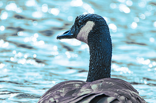 Wet Headed Canadian Goose Among Glistening Water (Blue Tint Photo)