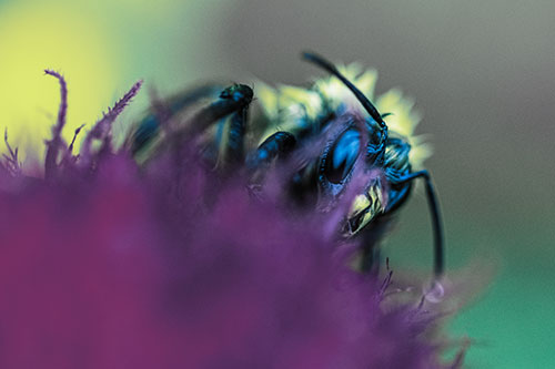 Wet Honey Bee Hiding Among Blanket Flower (Blue Tint)