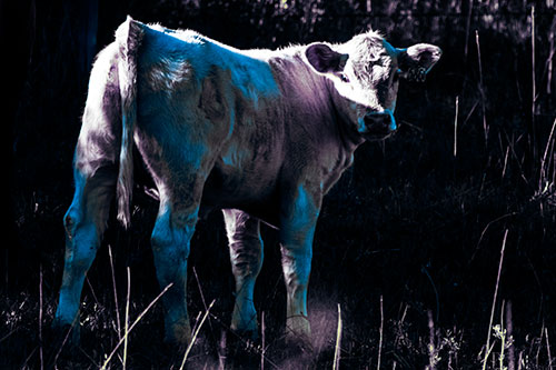 White Cow Calf Looking Backwards (Blue Tint Photo)