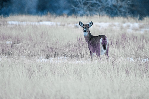 White Tailed Deer Gazing Backwards Among Snowy Field (Blue Tint Photo)