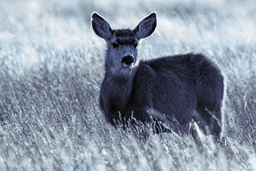 White Tailed Deer Leg Deep Among Grass (Blue Tint Photo)