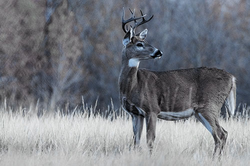 White Tailed Deer Looking Back Towards Sunrise (Blue Tint)