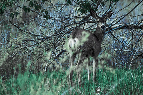 White Tailed Deer Looking Backwards Atop Grassy Pasture (Blue Tint Photo)