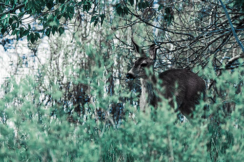 White Tailed Deer Looking Onwards Among Tall Grass (Blue Tint Photo)