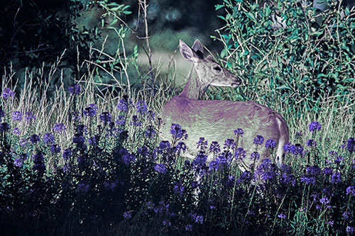 White Tailed Deer Looks Back Among Lily Nile Flowers (Blue Tint Photo)