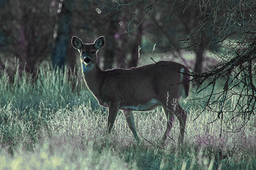 White Tailed Deer Spots Intruder Beside Dead Tree (Blue Tint Photo)