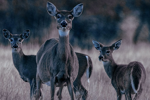 White Tailed Deer Trio Watch Among Wheatgrass (Blue Tint)