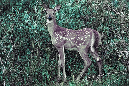 White Tailed Spotted Deer Stands Among Vegetation (Blue Tint Photo)