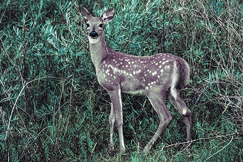 White Tailed Spotted Deer Stands Among Vegetation (Blue Tint)