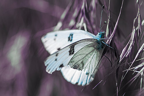 White Winged Butterfly Clings Grass Blades (Blue Tint Photo)