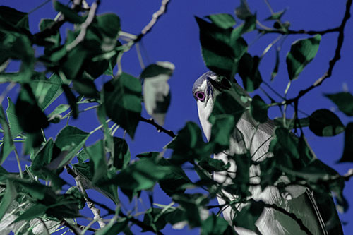 Wide Eyed Black Crowned Night Heron Looking Down From Tree Branch (Blue Tint)