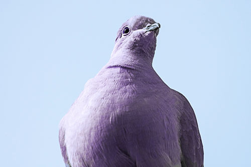 Wide Eyed Collared Dove Keeping Watch (Blue Tint Photo)