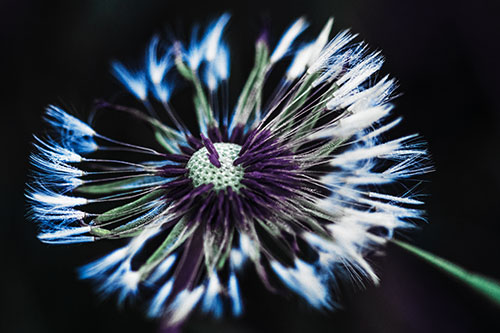 Wind Blowing Partial Puffed Dandelion (Blue Tint Photo)