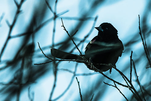 Wind Gust Blows Red Winged Blackbird Atop Tree Branch (Blue Tint Photo)