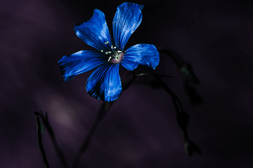 Wind Shaking Flax Flower (Blue Tint Photo)