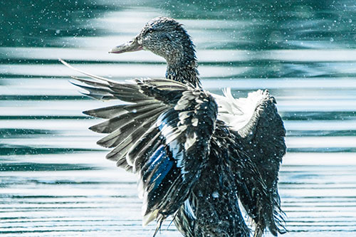Wing Flapping Mallard Duck Splashing Lake Water (Blue Tint)