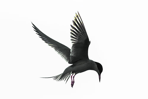 Wing Flapping Tern Eying For Fish Below (Blue Tint)