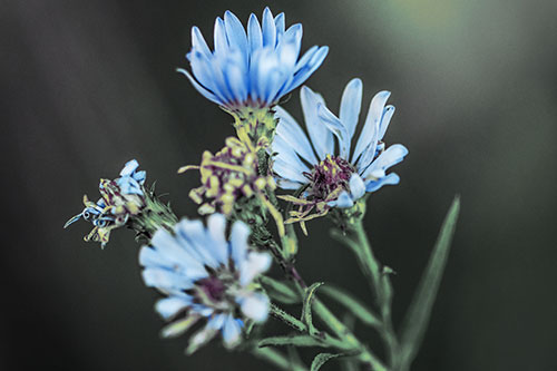 Withering Aster Flowers Decaying Among Sunshine (Blue Tint Photo)