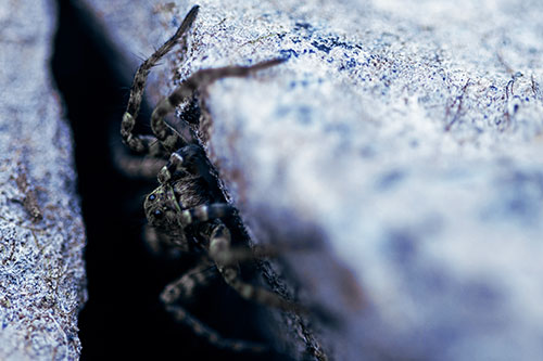 Wolf Spider Peeking Out Rock Crevice (Blue Tint)