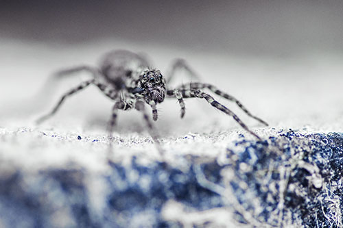 Wolf Spider Standing Along Rock Edge (Blue Tint)