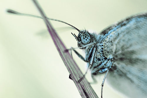Wood White Butterfly Clings Onto Inclined Grass Blade (Blue Tint Photo)